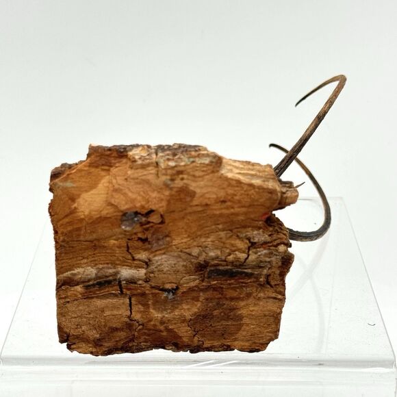 Vintage Devil's Claw Seed Pod Bird Sculpture Mounted on Driftwood Bark - Picture 8 of 13